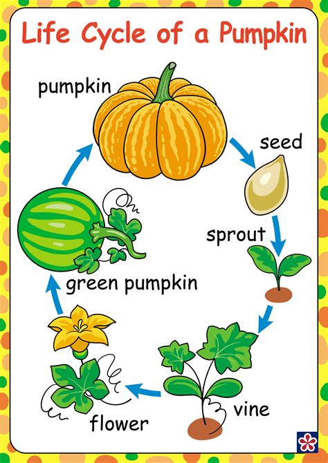 Free Printable Life Cycle Of A Pumpkin
